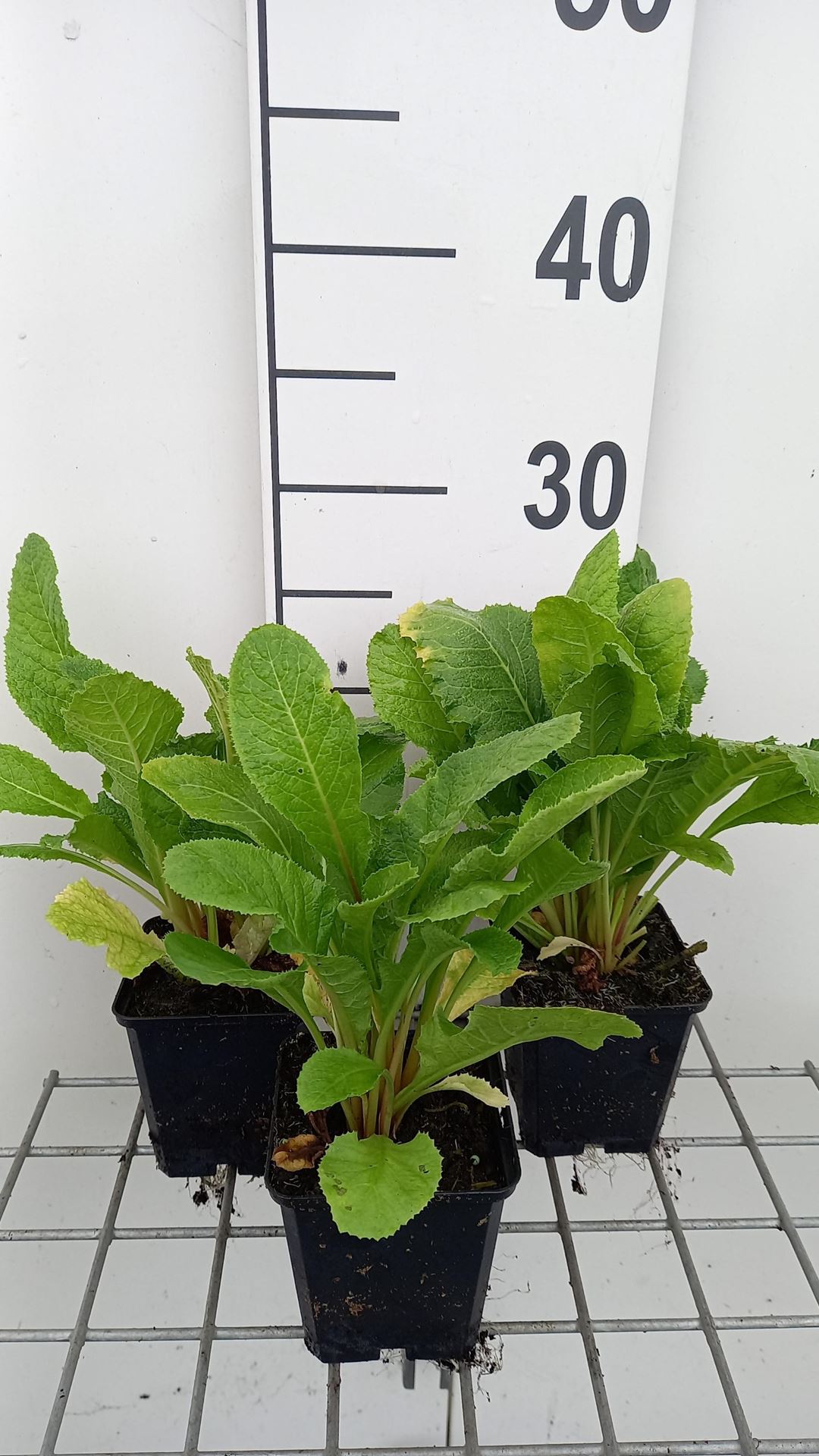 Primula x bulleesiana - pot 9x9 cm afbeelding