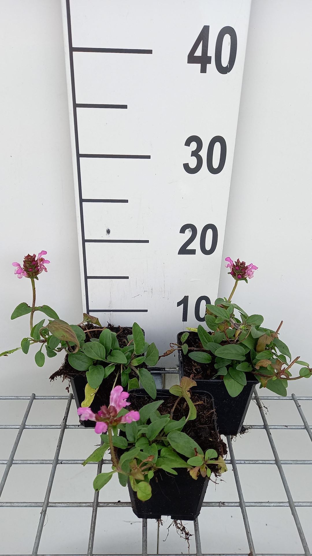 Prunella grandiflora'Pink Loveliness'- pot 9x9 cm afbeelding