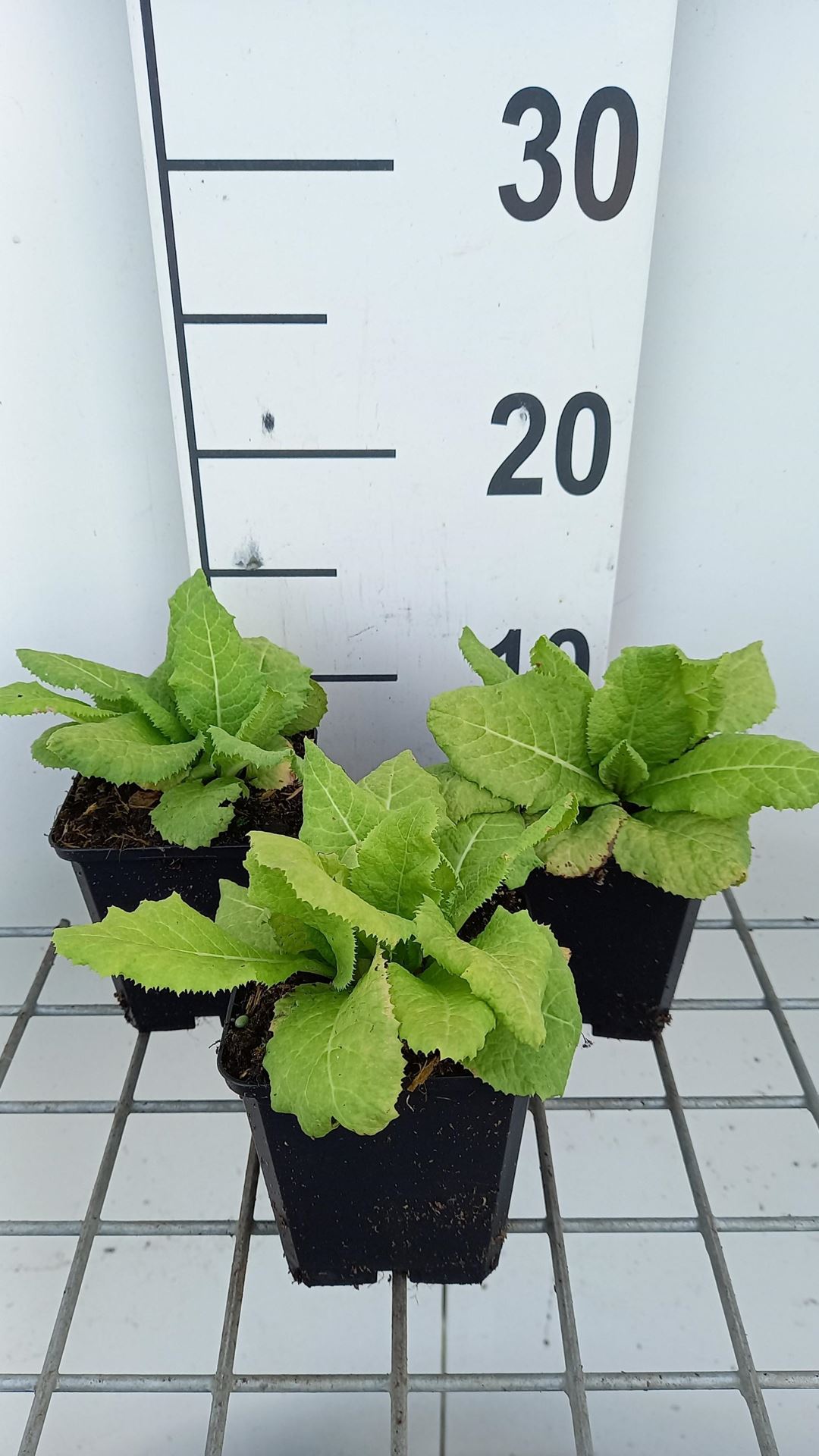 Primula allionii'Apple Blossom'- pot 9x9 cm - afbeelding