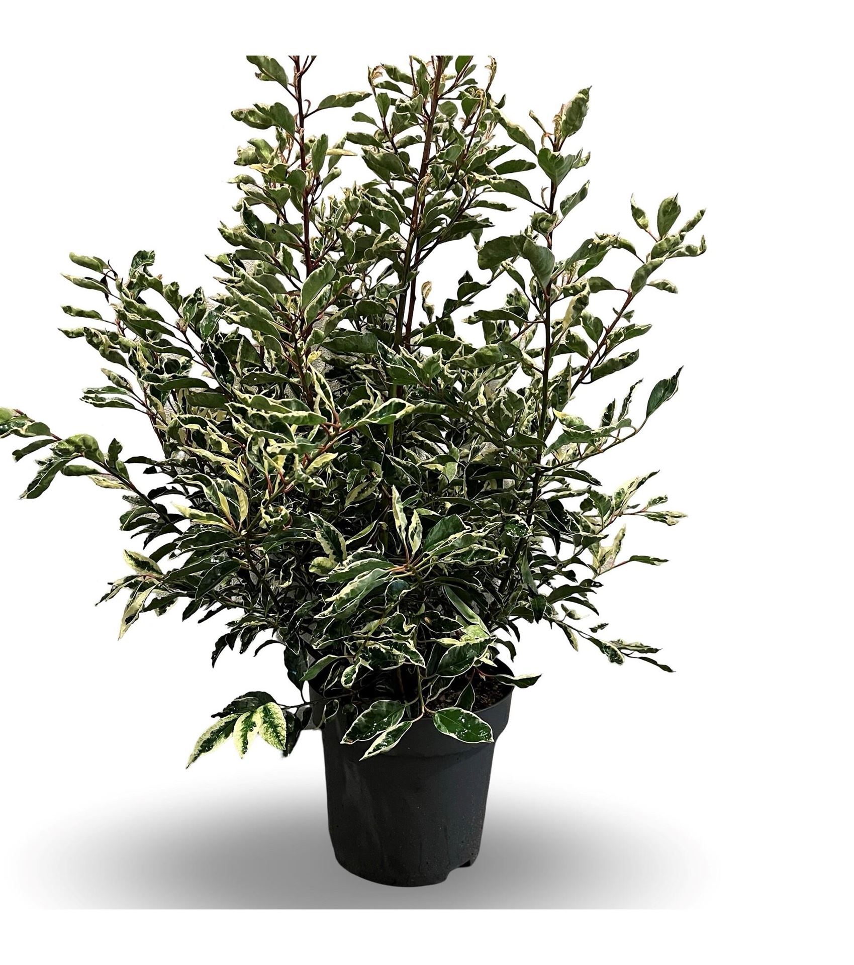 Prunus lusitanica'Variegata'- pot 12L - 60-80 cm afbeelding