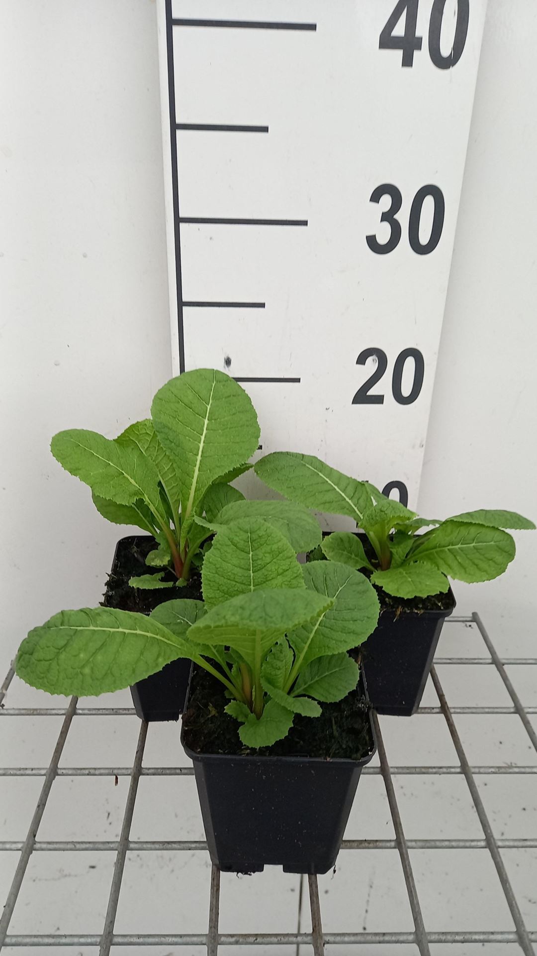 Primula pulverulenta - pot 9x9 cm - Etagesleutelbloem / Etageprimula afbeelding