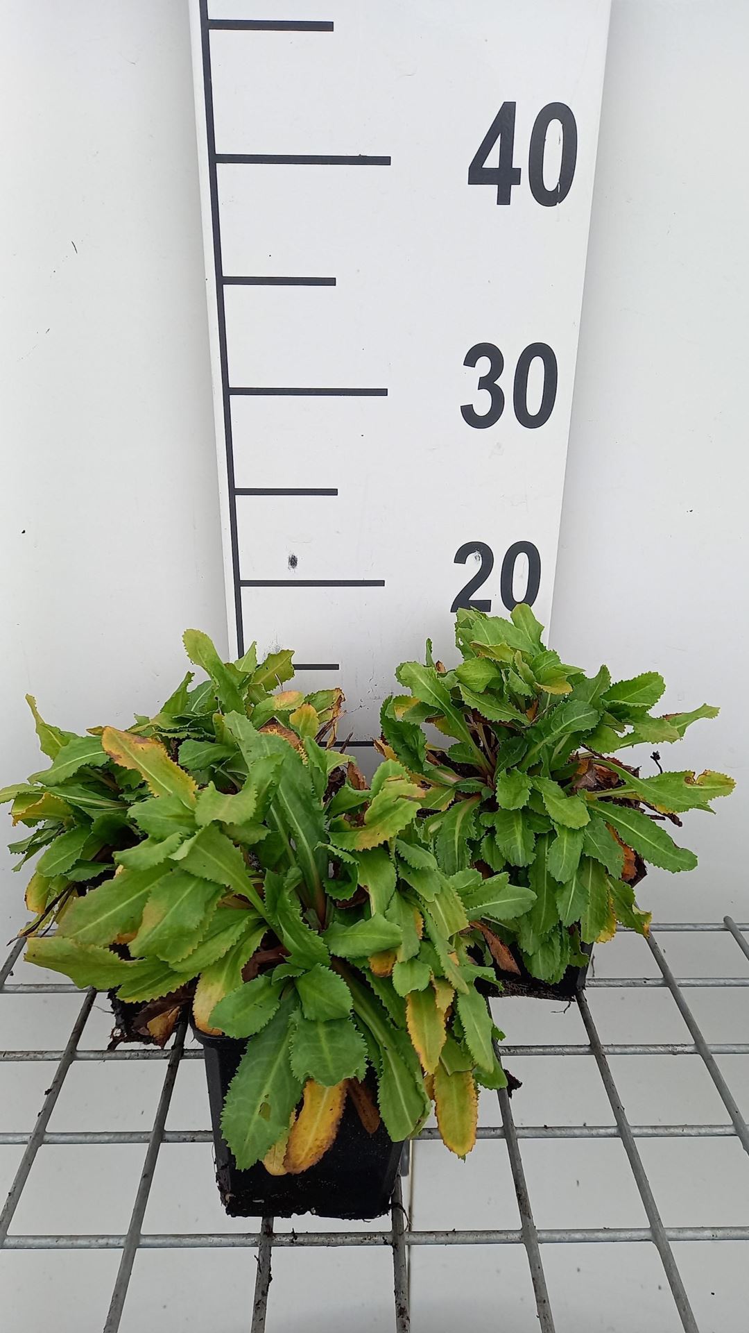 Primula rosea'Gigas'- pot 9x9 cm afbeelding