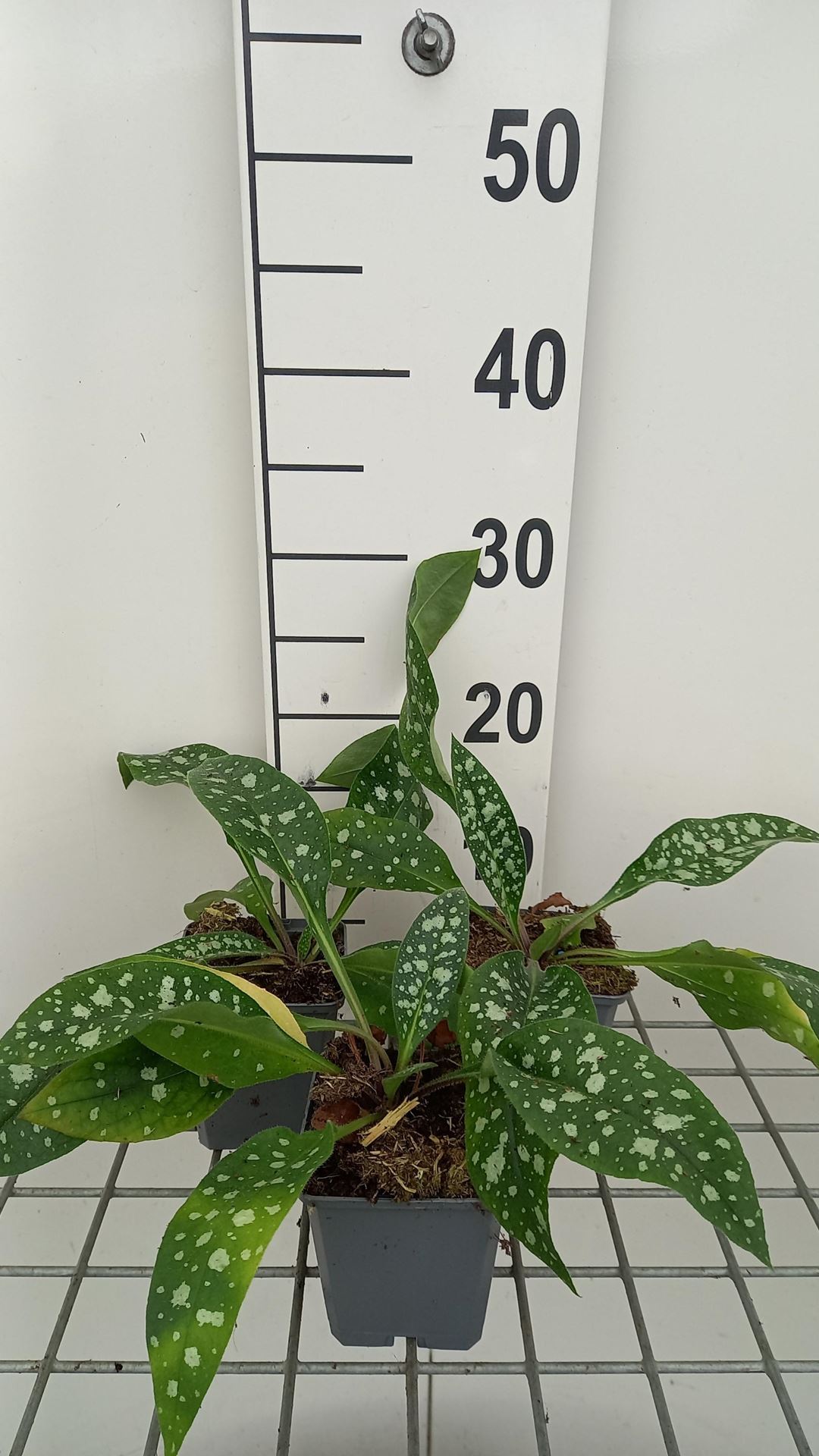 Pulmonaria 'Trevi Fountain' - pot 9x9 cm -