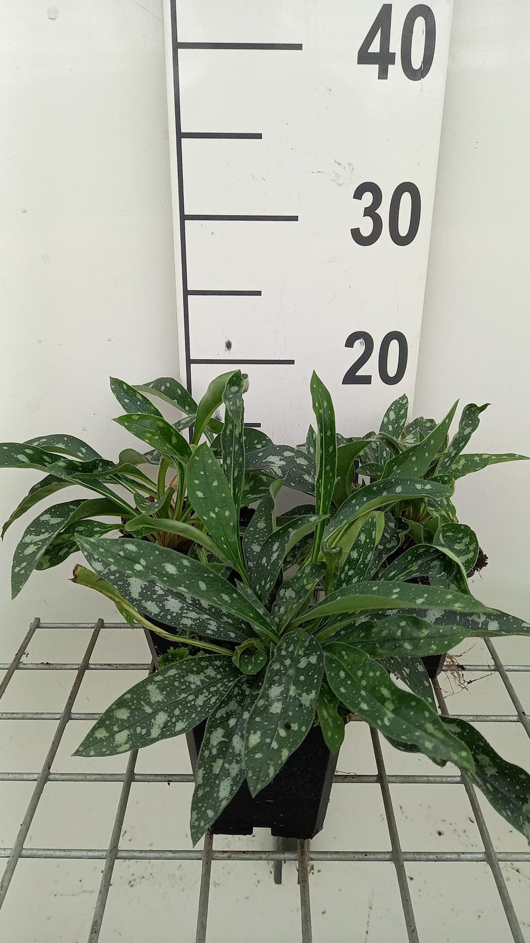 Pulmonaria longifolia'E.B. Anderson'- pot 9x9 cm afbeelding