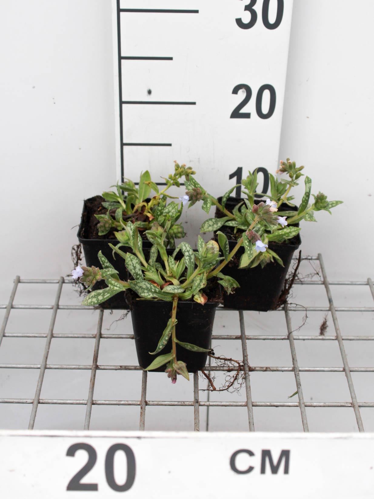 Pulmonaria'Ocupol'(Opal) - pot 9x9 cm - afbeelding