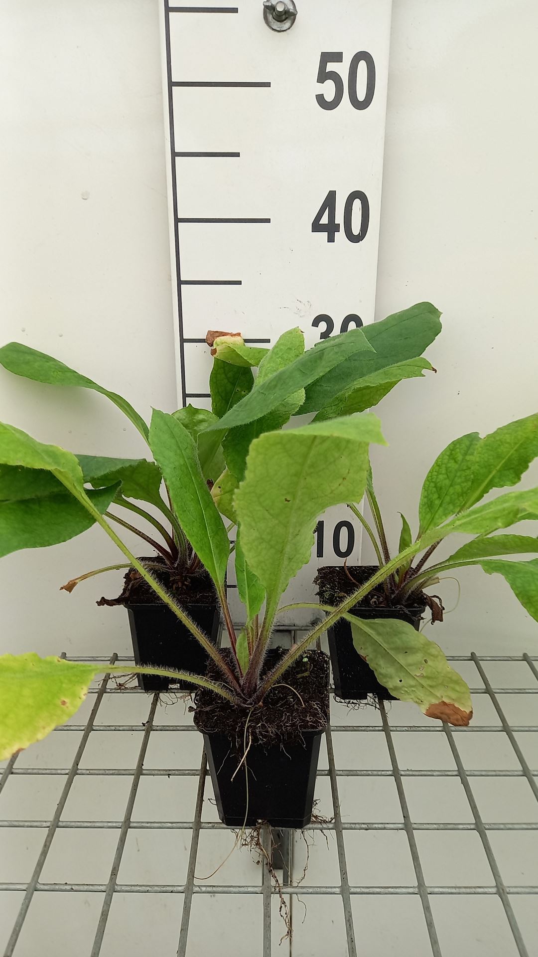Pulmonaria rubra - pot 9x9 cm afbeelding