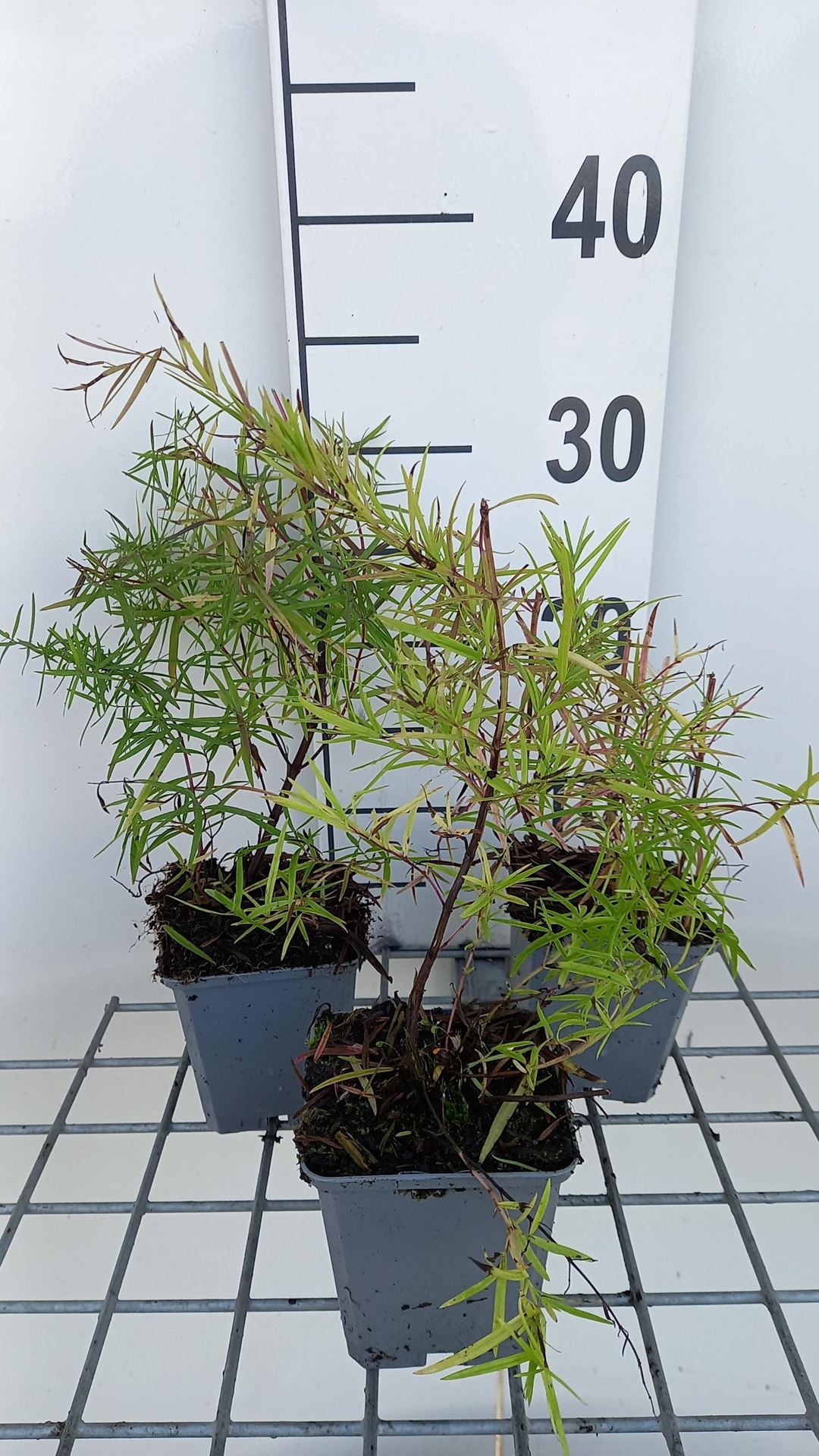 Pycnanthemum flexuosum - pot 9x9 cm afbeelding