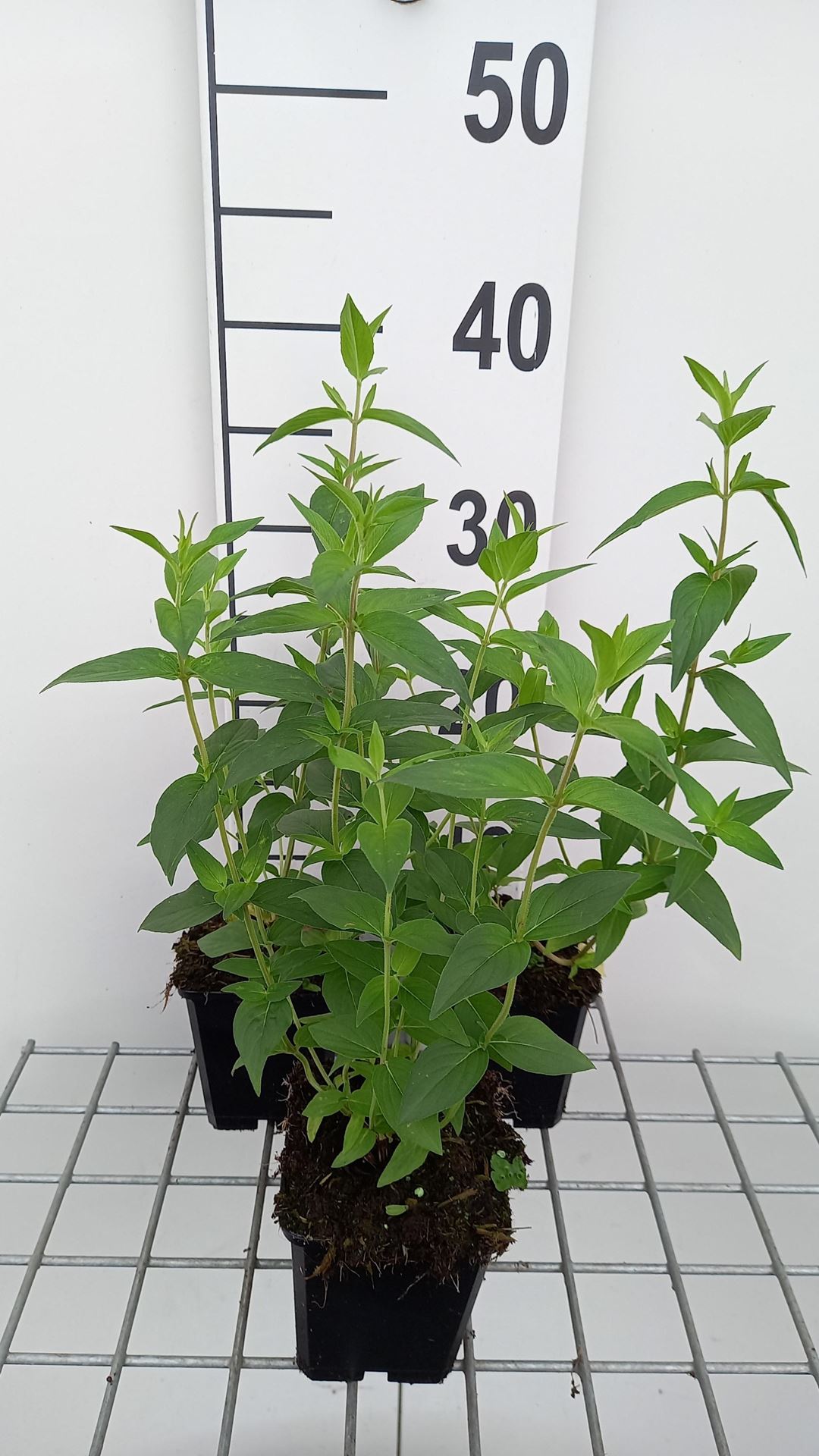 Pycnanthemum muticum - pot 9x9 cm - afbeelding