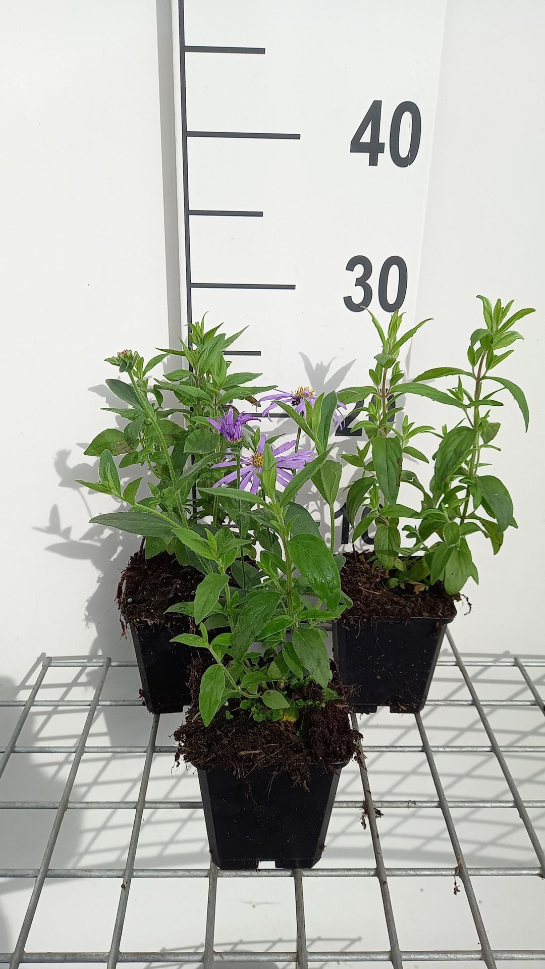 Pycnanthemum pilosum - pot 9x9 cm afbeelding