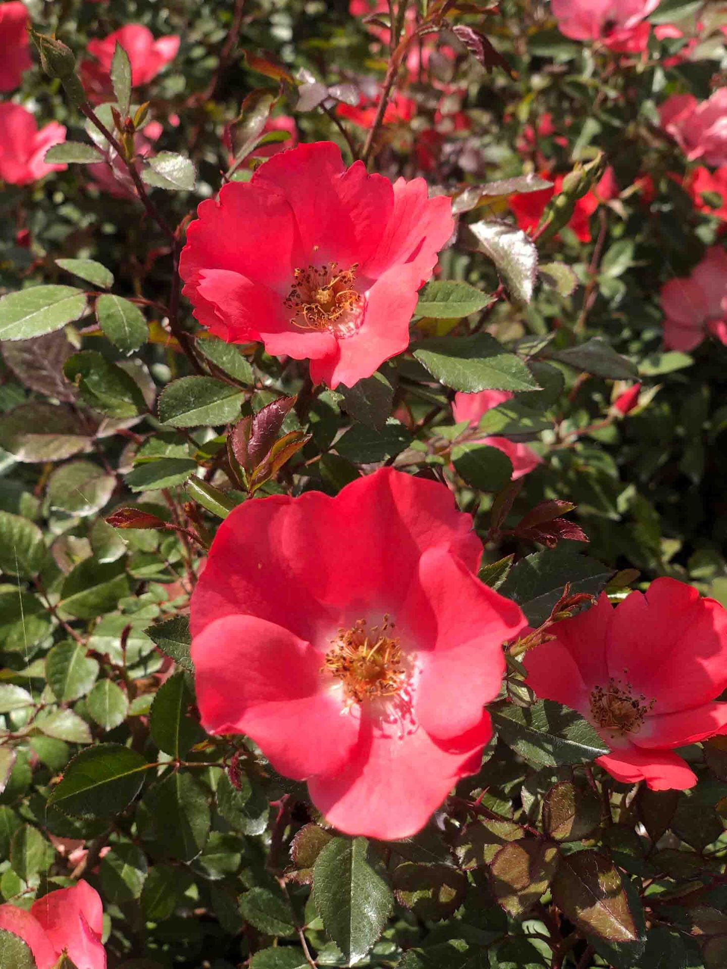 Rosa'Meipopul'(Amstelveen) - pot 1,3L afbeelding