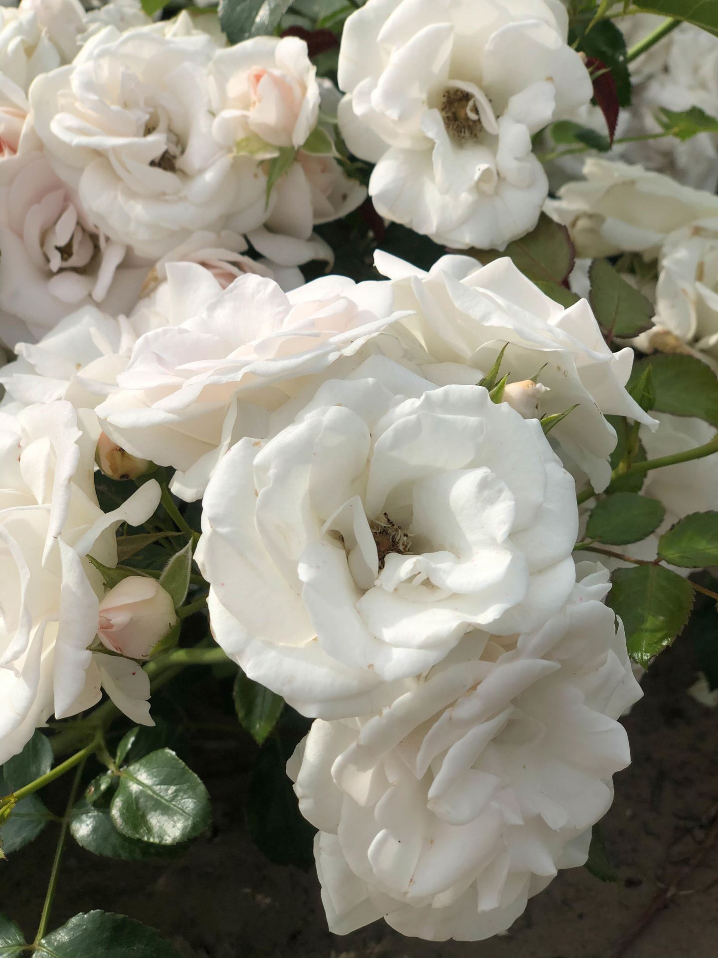 Rosa'Taniripsa'(Aspirin Rose, Special Child) - pot afbeelding