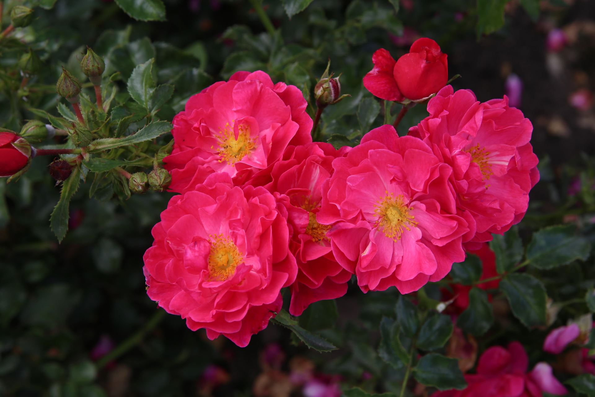 Rosa'Aromikeh'(Hotline) - Blote wortel afbeelding