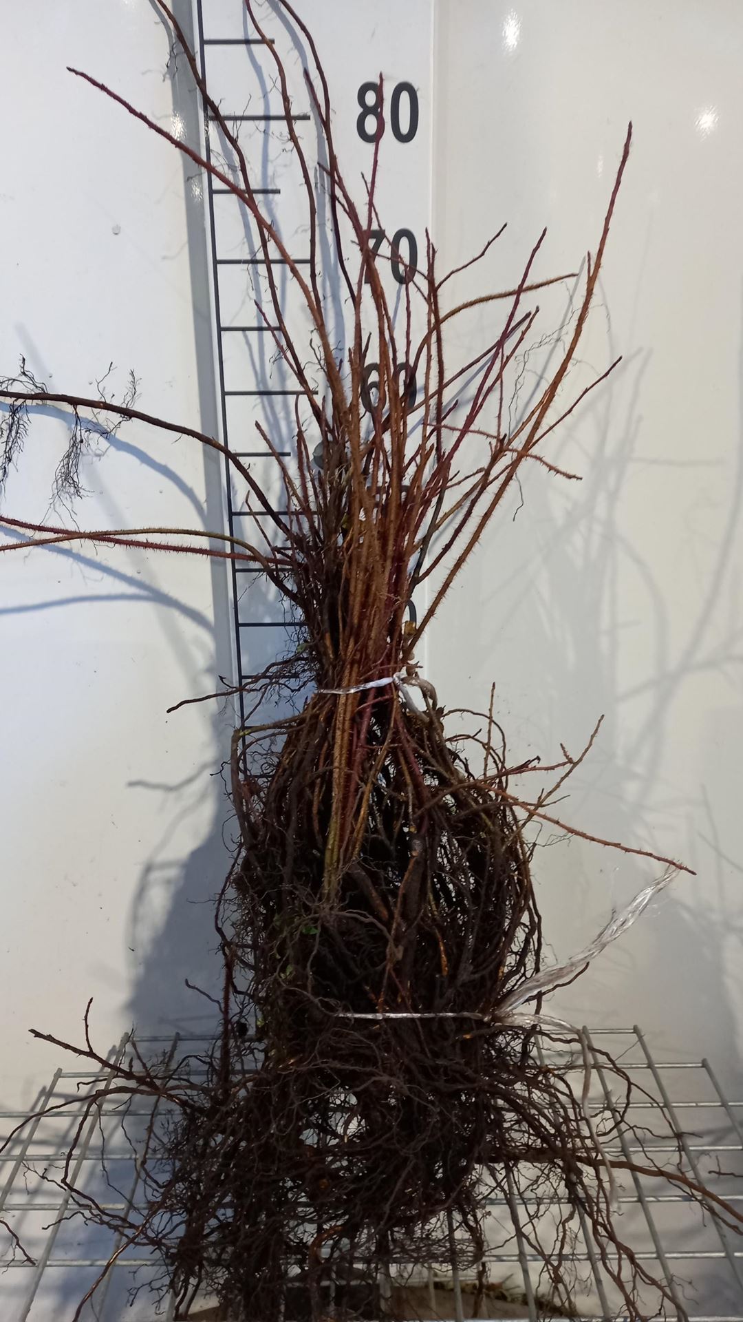 Rosa nitida - blote wortel - 40-60 cm afbeelding
