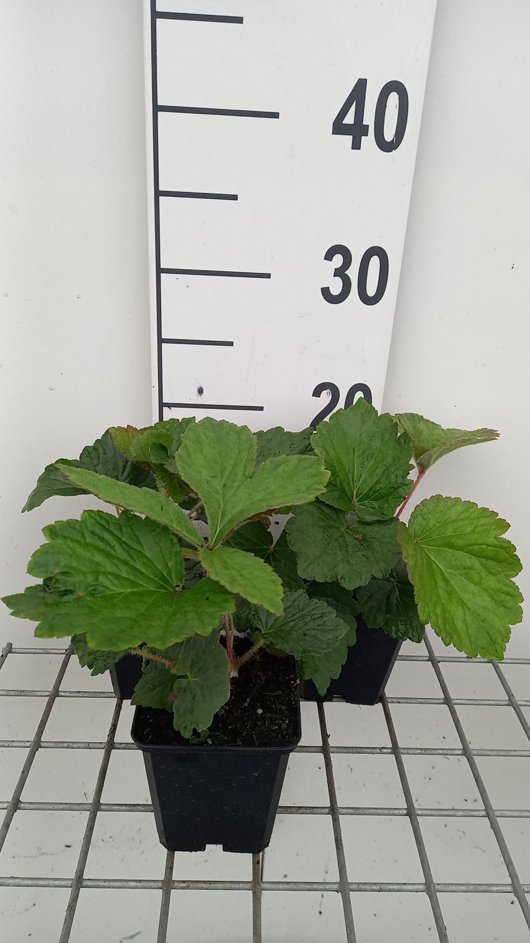 Rodgersia'Bronze Peacock'- pot 9x9 cm afbeelding