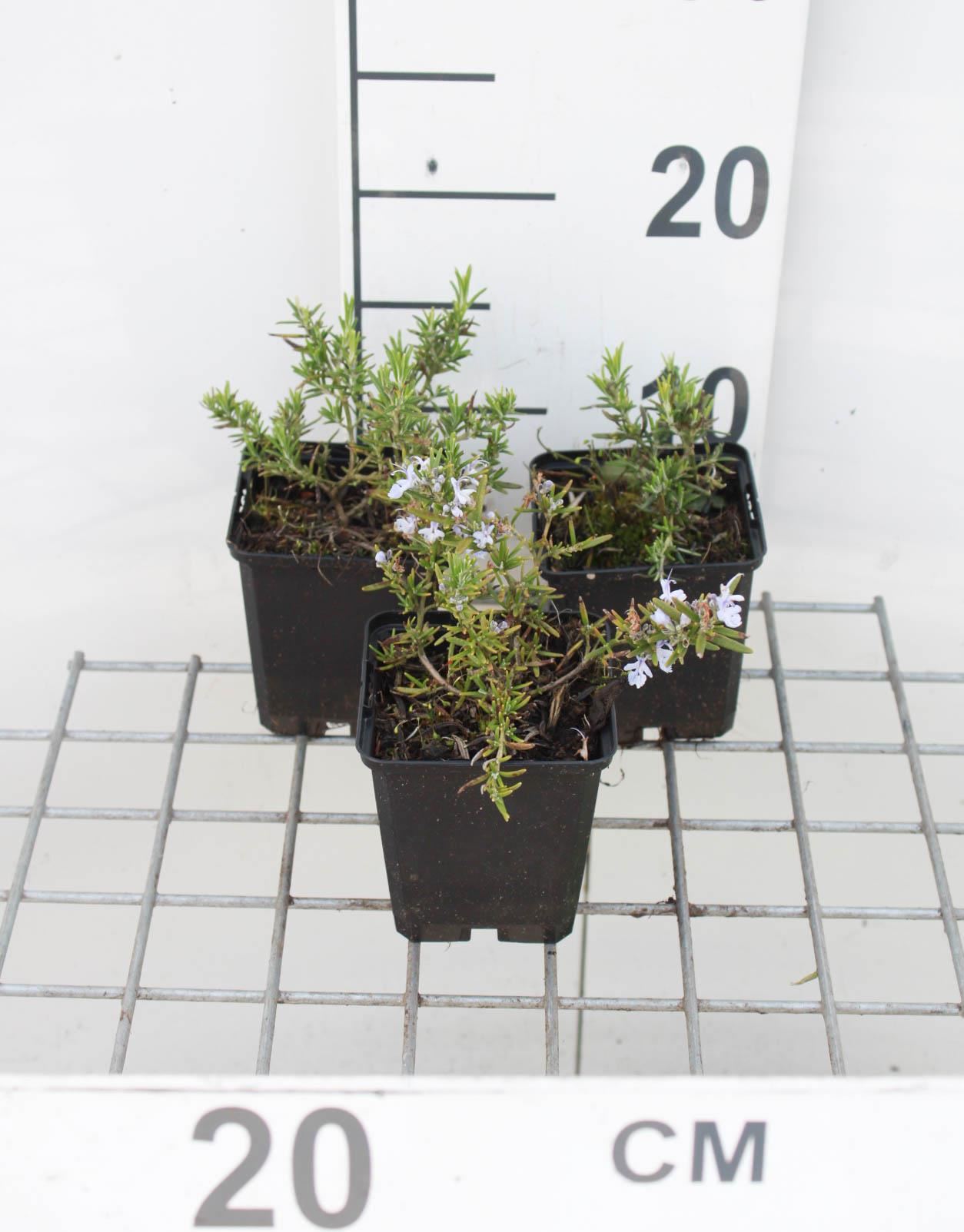 Rosmarinus officinalis'Capri'- pot 9x9 cm afbeelding