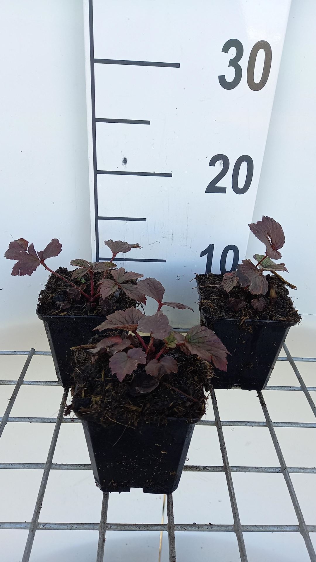 Rodgersia'Chocolate Wings'- pot 9x9 cm afbeelding