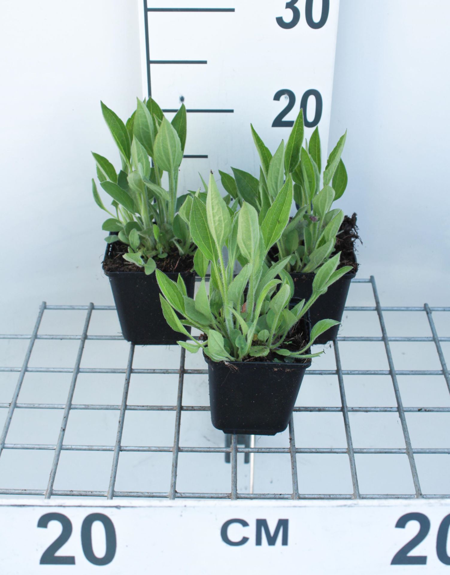 Rudbeckia fulgida var. deamii - pot 9x9 cm - Zonnehoed afbeelding