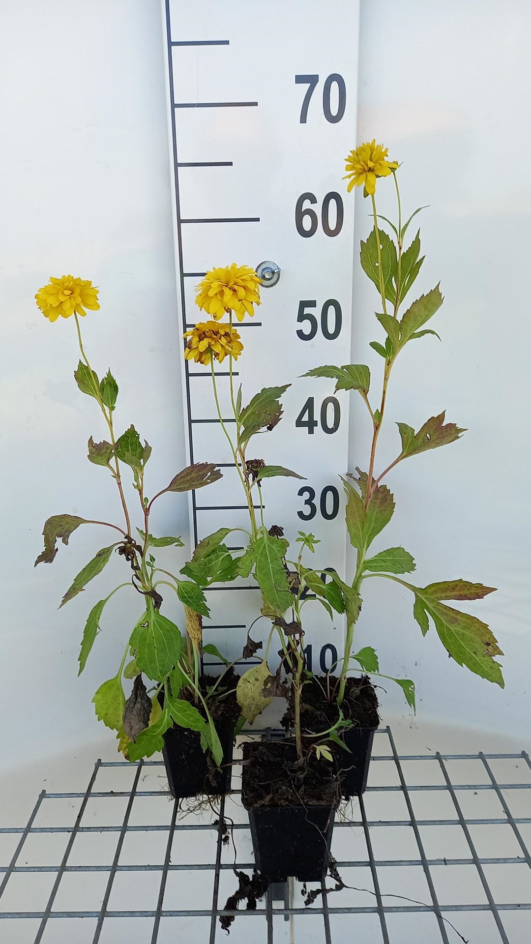 Rudbeckia laciniata'Goldquelle'- pot 9x9 cm afbeelding