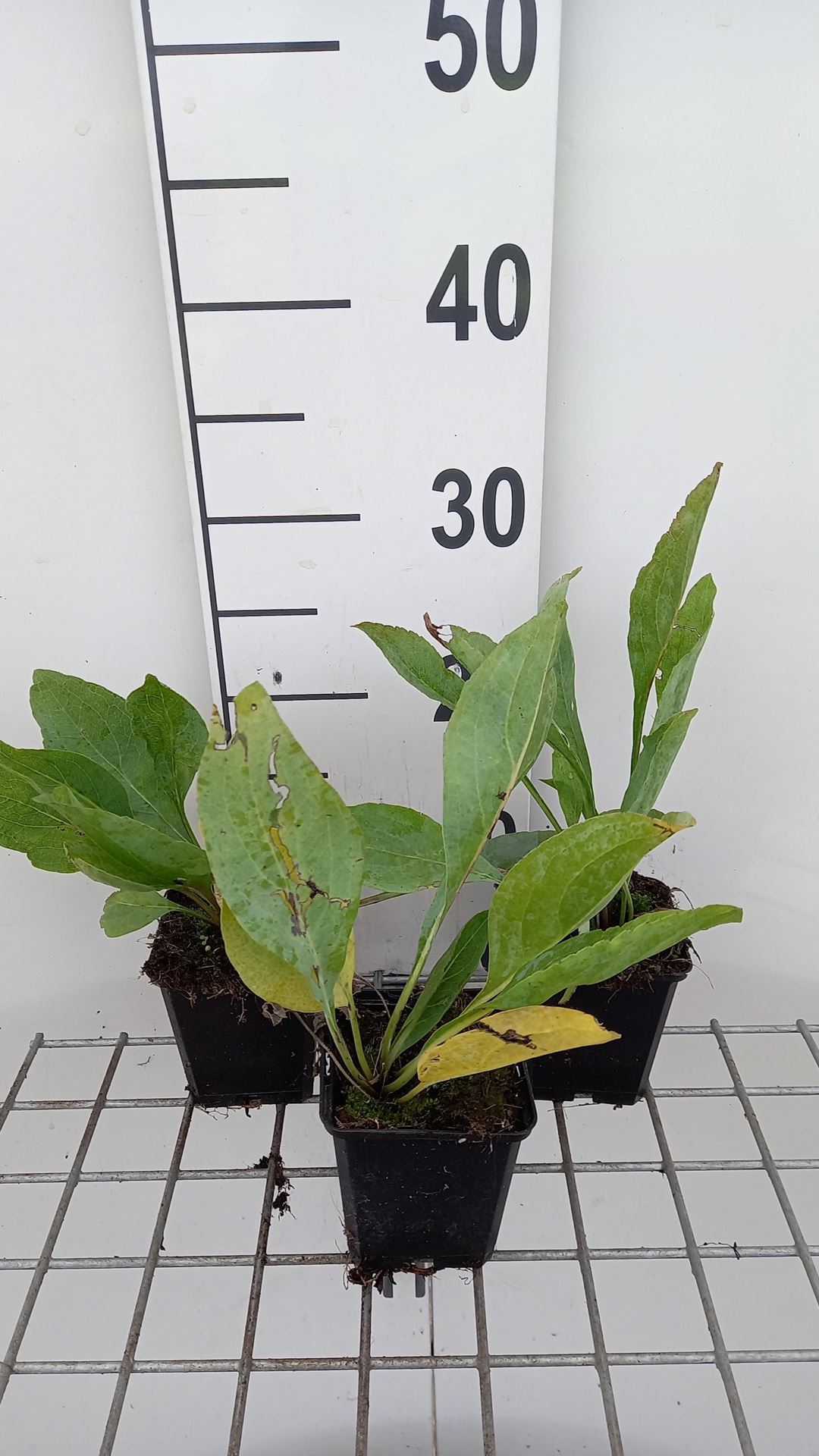 Rudbeckia maxima - pot 9x9 cm afbeelding