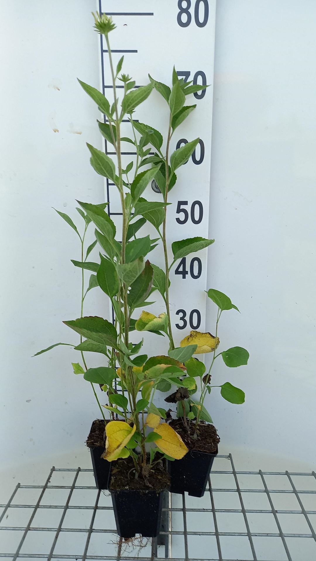 Rudbeckia subtomentosa'Little Henry'- pot 9x9 cm afbeelding