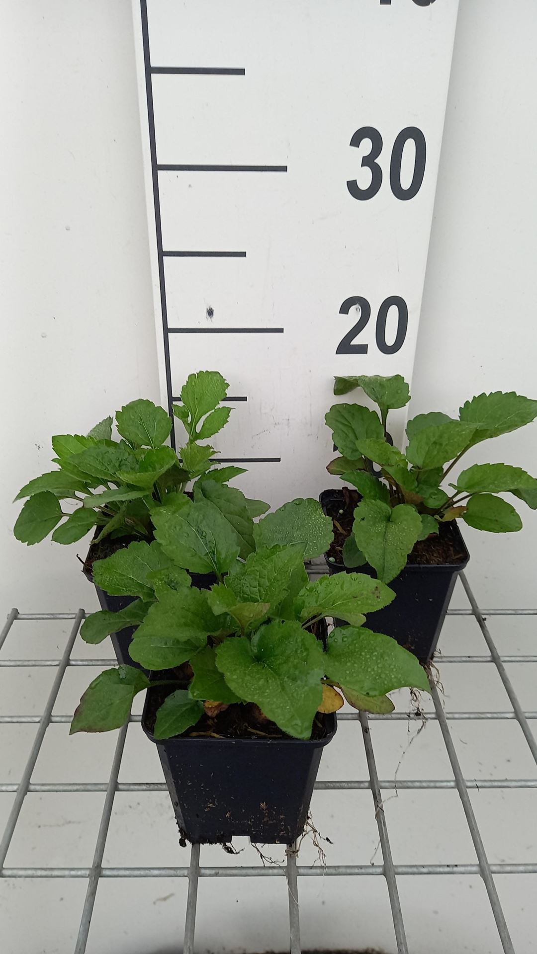 Rudbeckia triloba'Prairie Glow'- pot 9x9 cm afbeelding