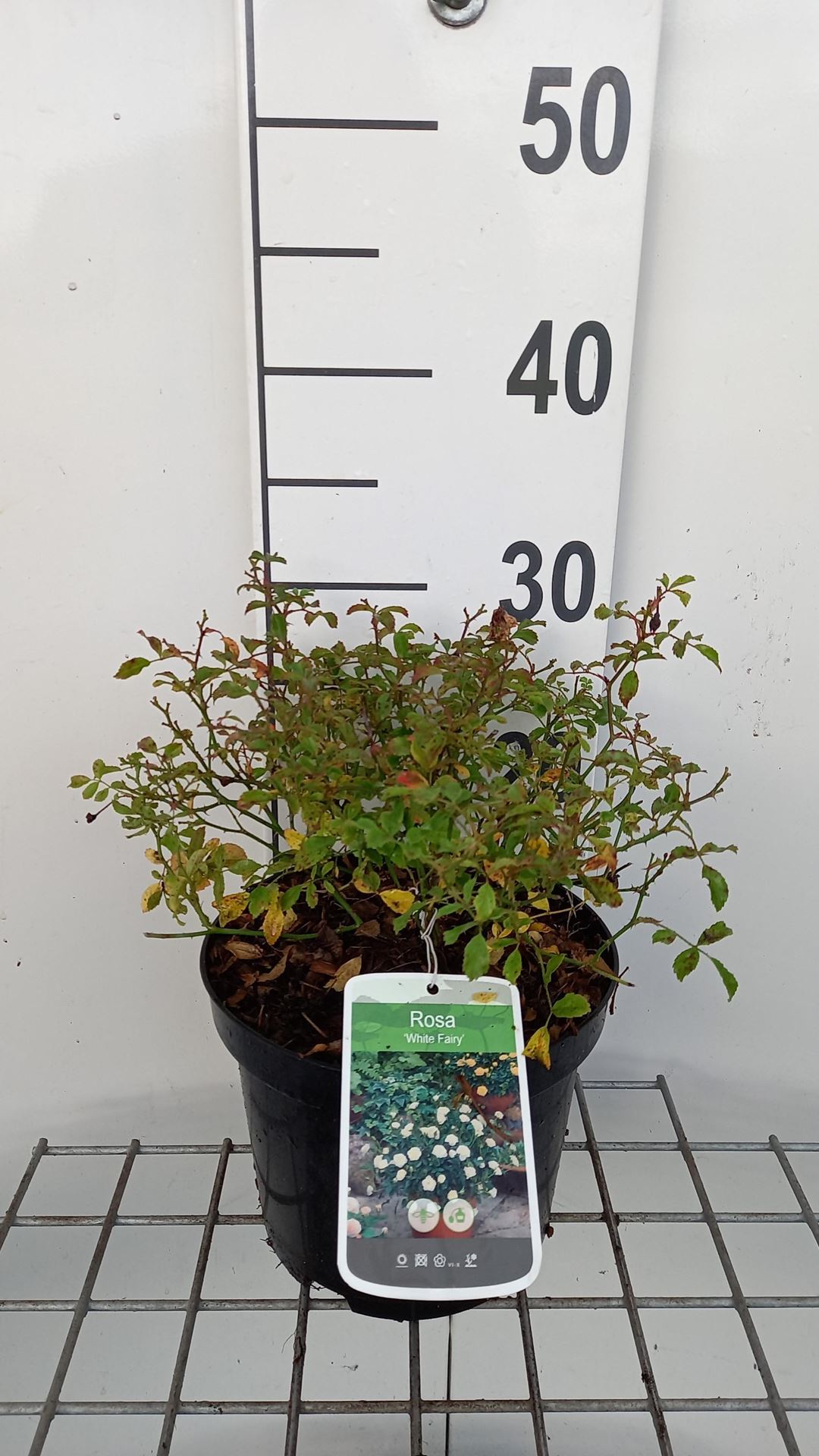 Rosa'White Fairy'- pot afbeelding