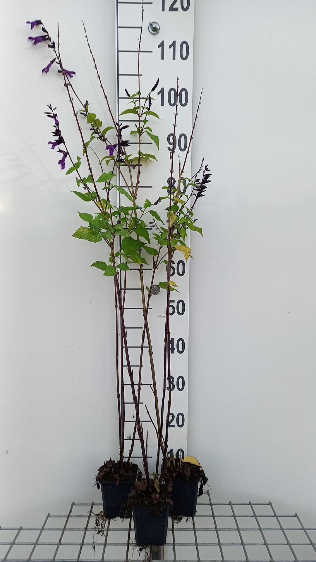 Salvia'Amistad'- pot 9x9 cm - Salie afbeelding