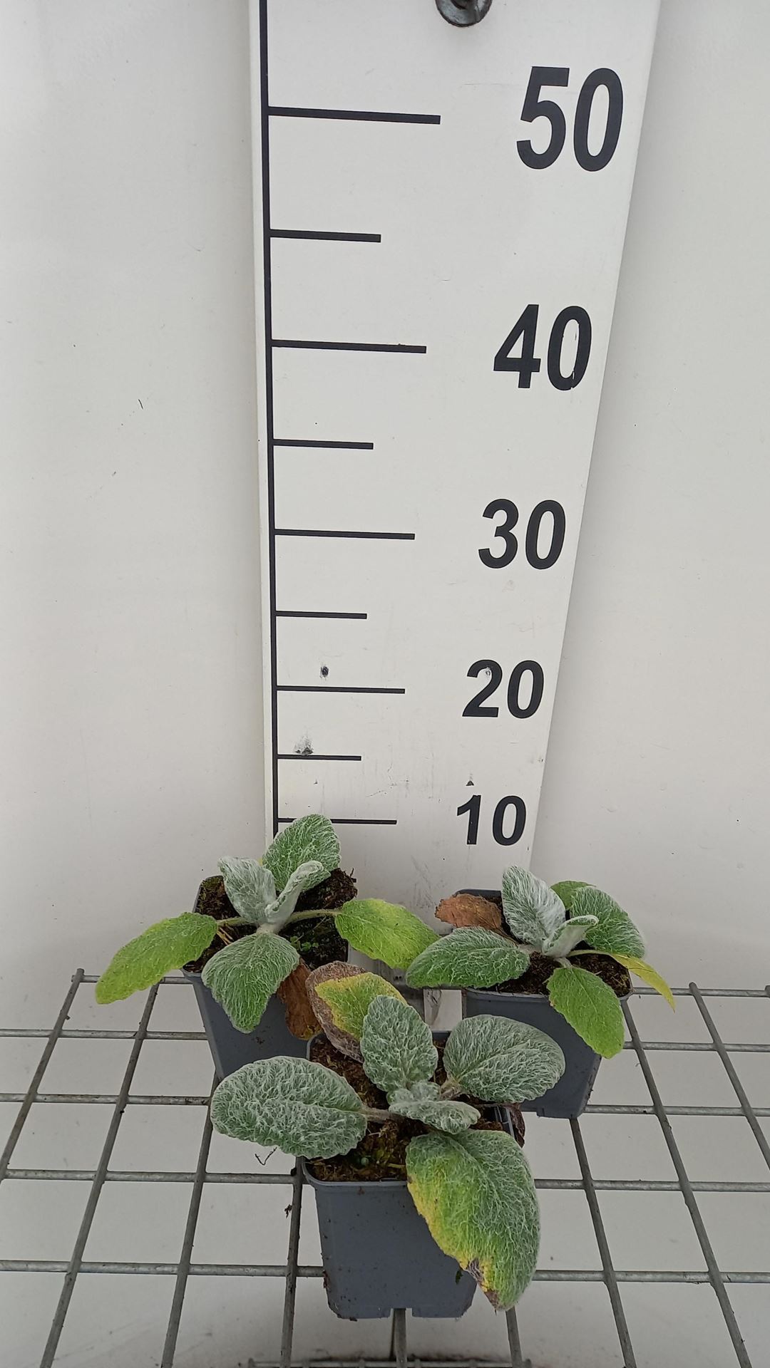 Salvia argentea - pot 9x9 cm afbeelding