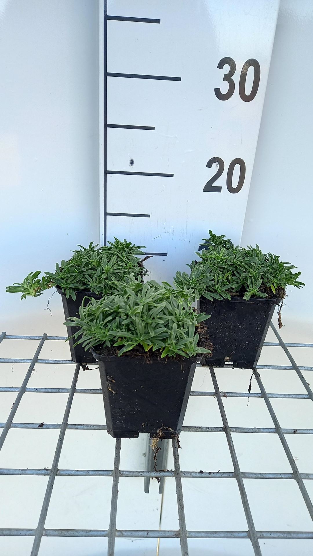 Saponaria'Bressingham'- pot 9x9 cm afbeelding