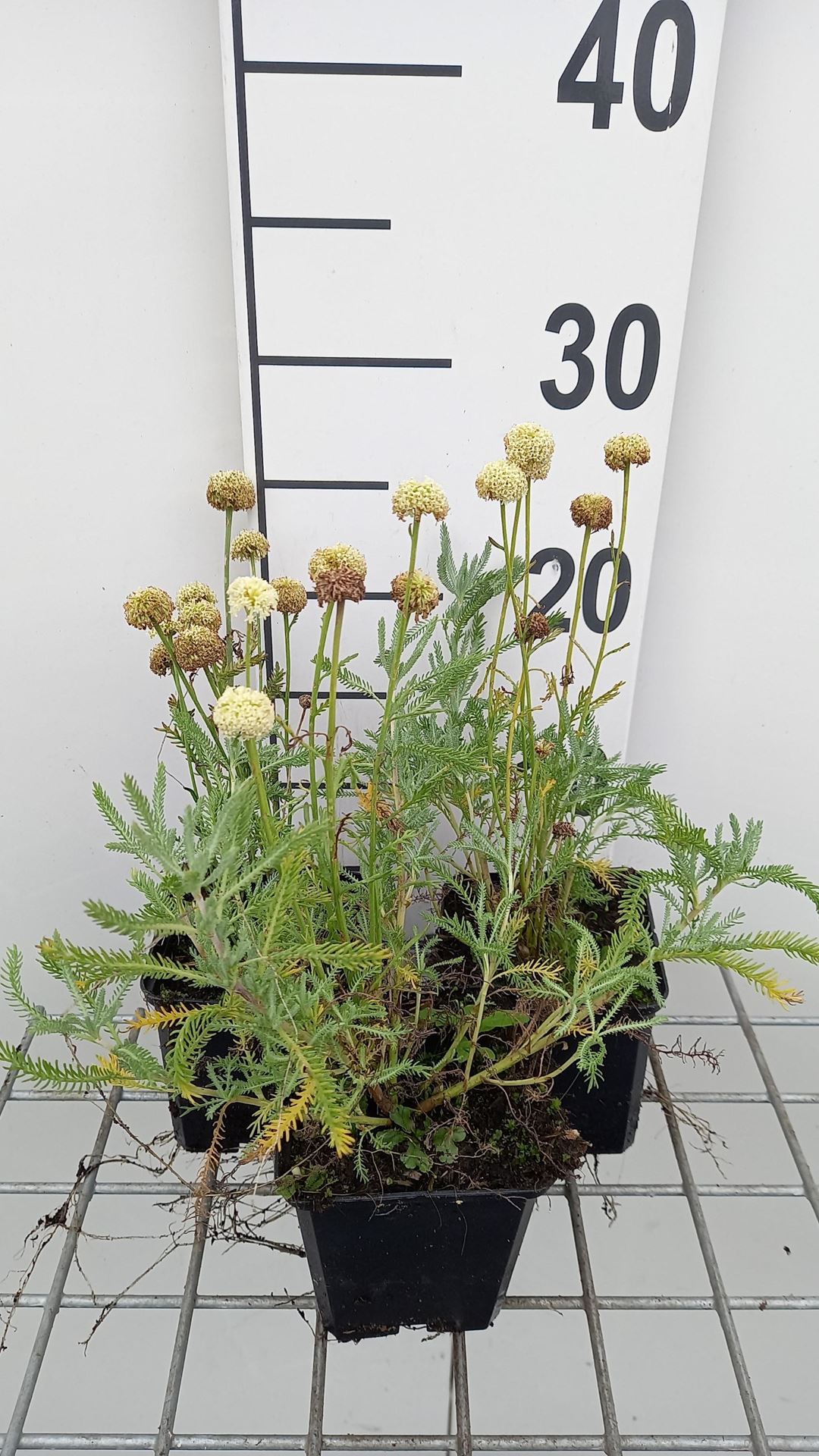 Santolina chamaecyparissus'Edward Bowles'- pot 9x9 cm afbeelding