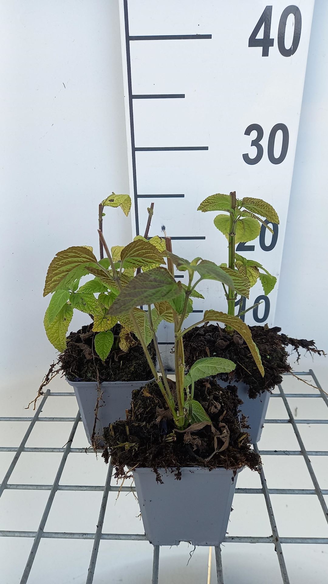 Salvia guaranitica'Black and Blue'- pot 9x9 cm - afbeelding