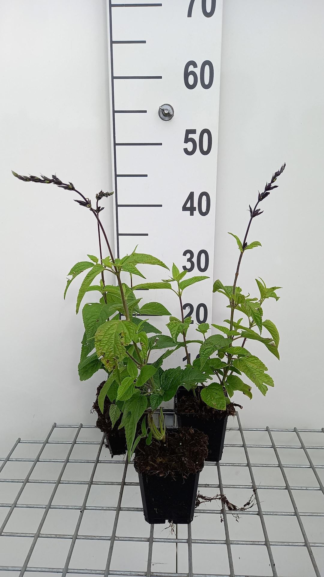 Salvia guaranitica'Black and Blue'- pot 9x9 cm afbeelding
