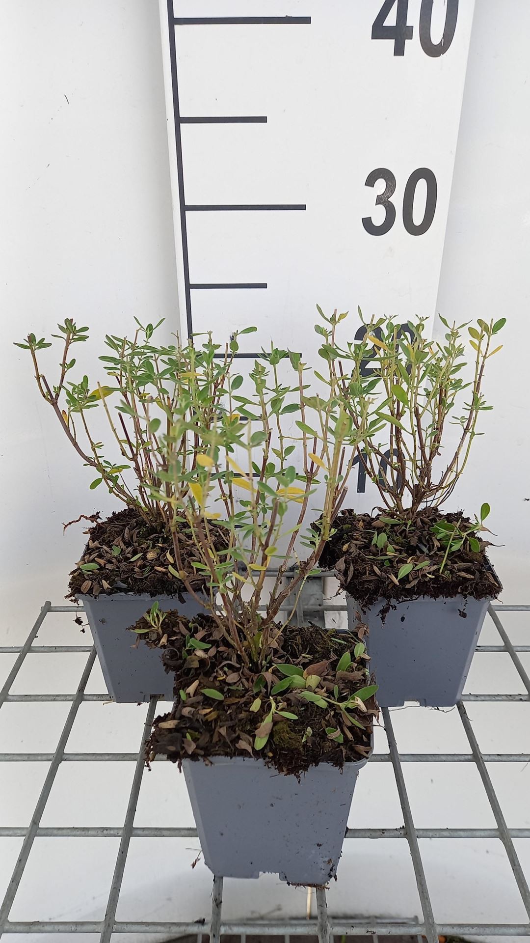 Salvia greggii 'Blue Note' - pot 9x9 cm -