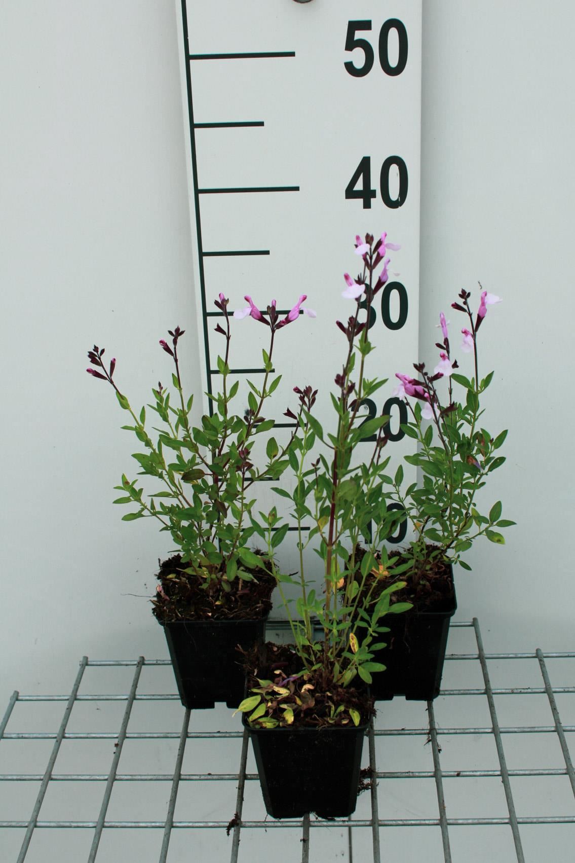 Salvia greggii 'Joy' - pot 9x9 cm -