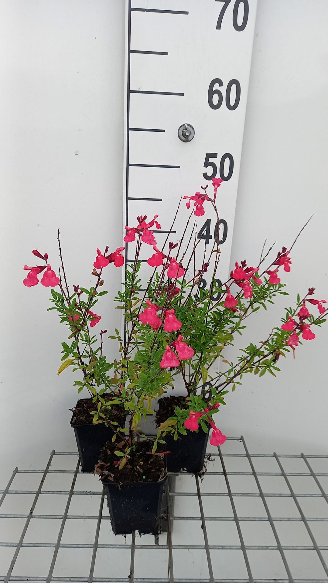 Salvia greggii'Lipstick'- pot 9x9 cm - afbeelding
