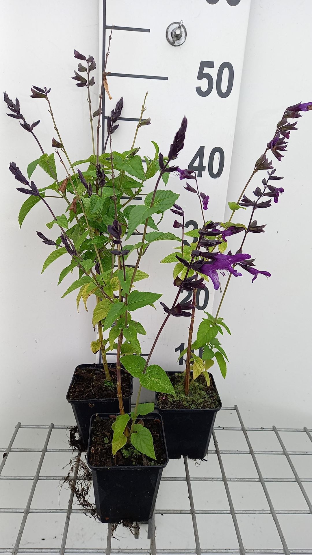 Salvia guaranitica'Purple&Bloom'- pot 9x9 cm - afbeelding