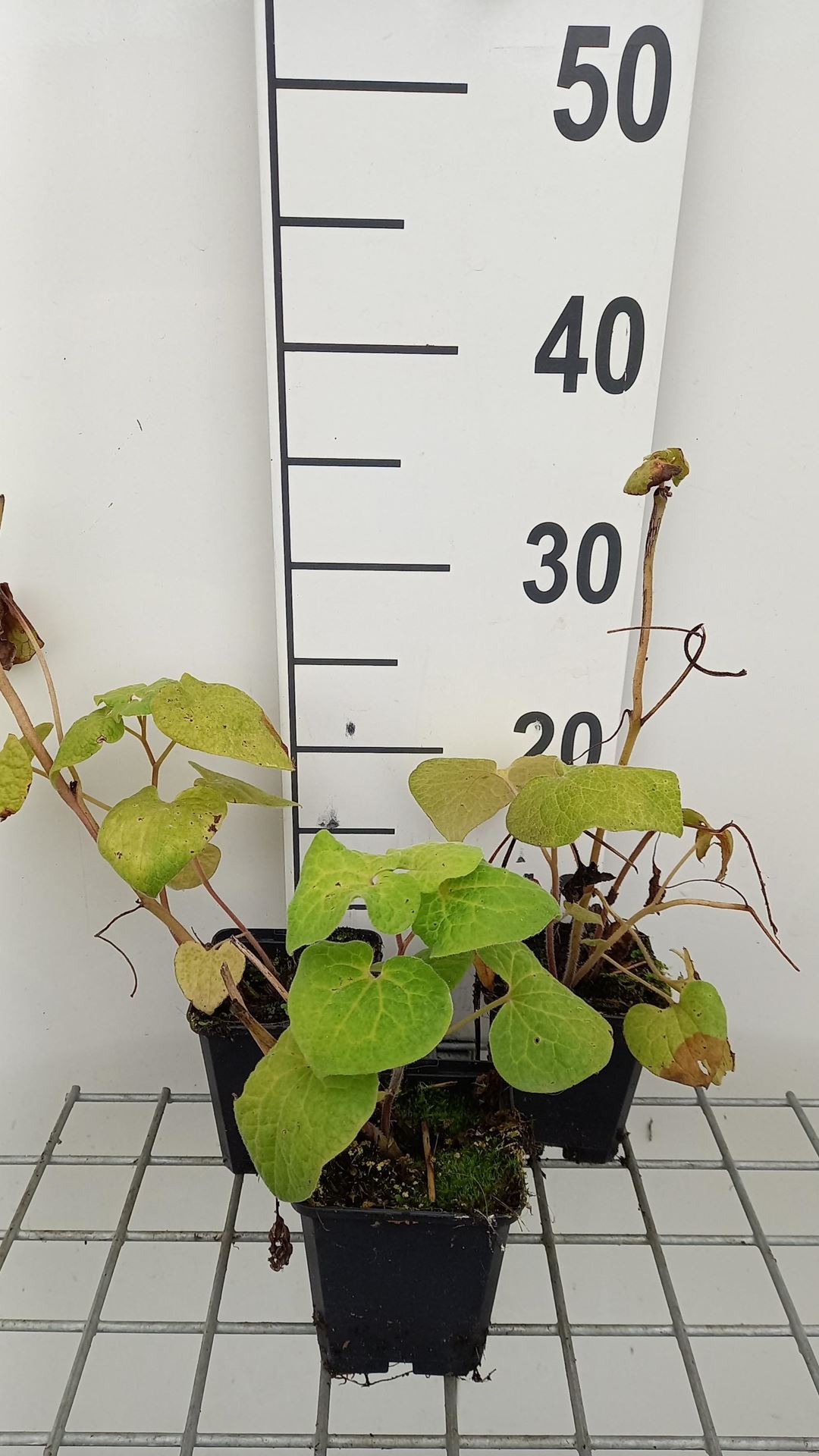 Saruma henryi - pot 9x9 cm -
