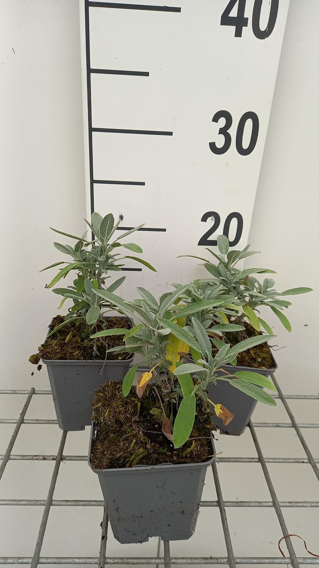 Salvia lavandulifolia - pot 9x9 cm afbeelding