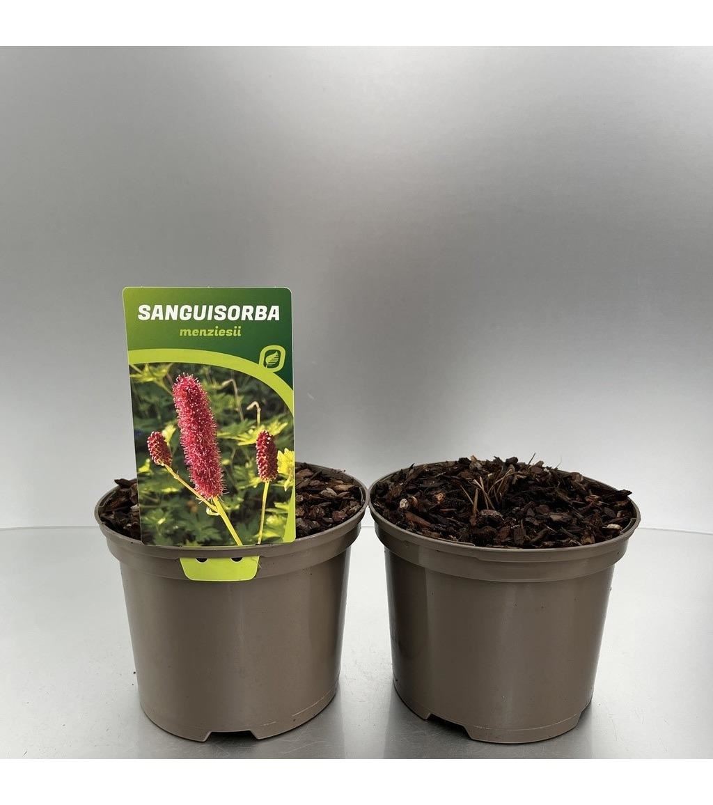 Sanguisorba menziesii - pot 9x9 cm afbeelding