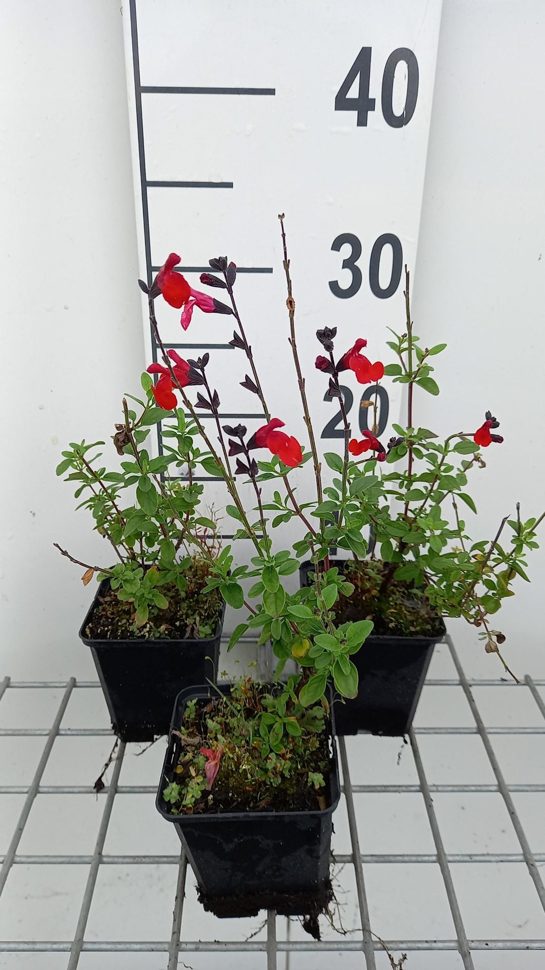 Salvia'Royal Bumble'- pot 9x9 cm - afbeelding