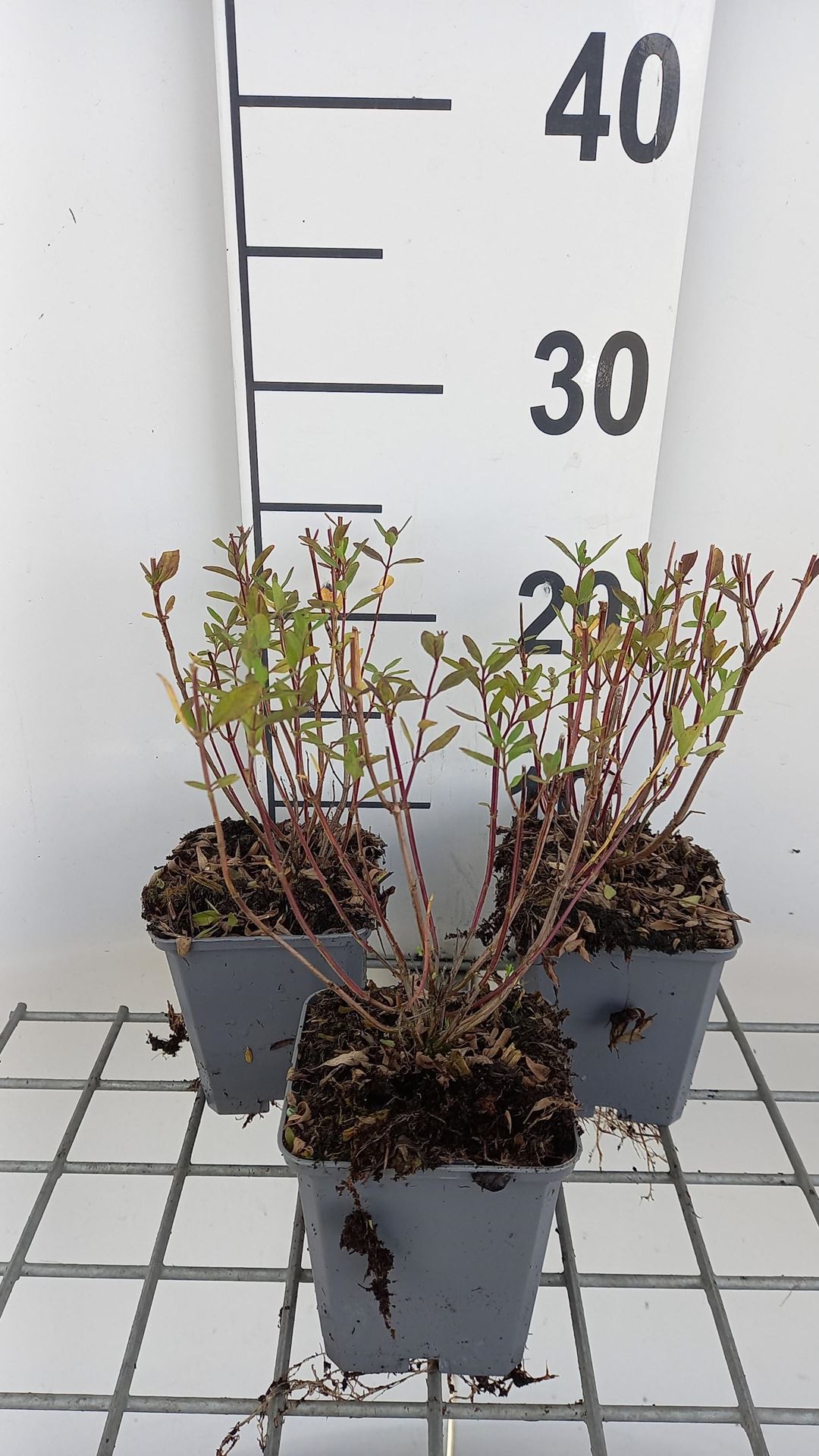 Salvia x jamensis'Dyspurp'(Amethyst Lips) - pot 9x9 cm afbeelding