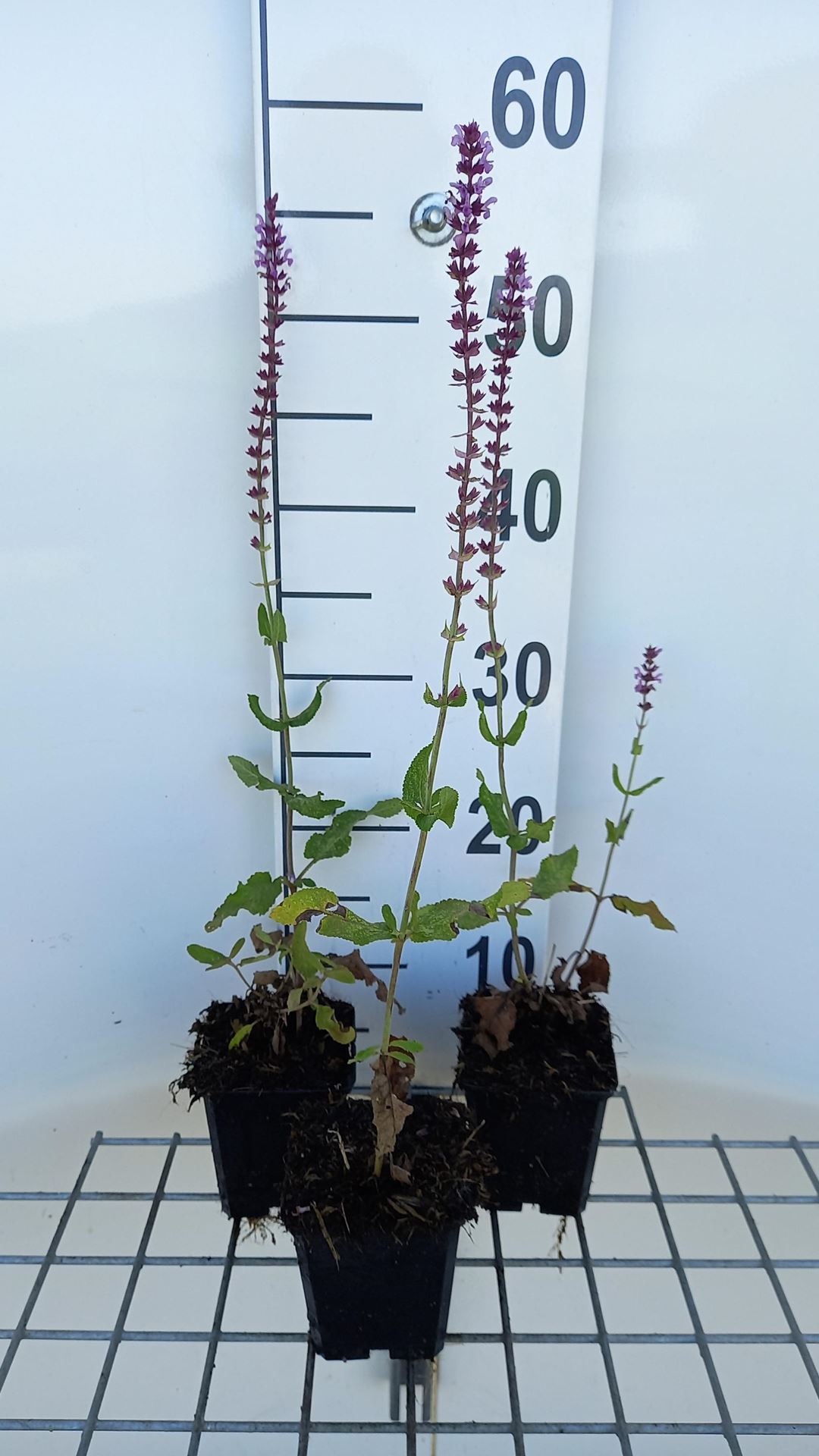 Salvia nemorosa'Amethyst'- pot 9x9 cm - Salie afbeelding