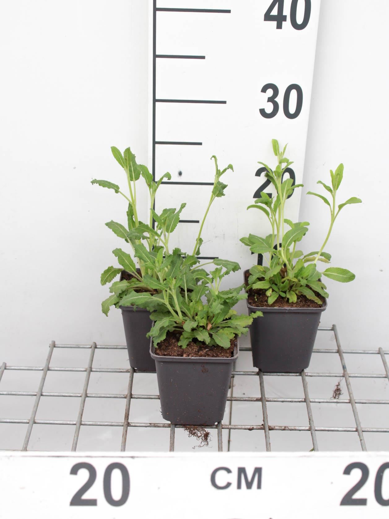 Salvia nemorosa - pot 9x9 cm afbeelding