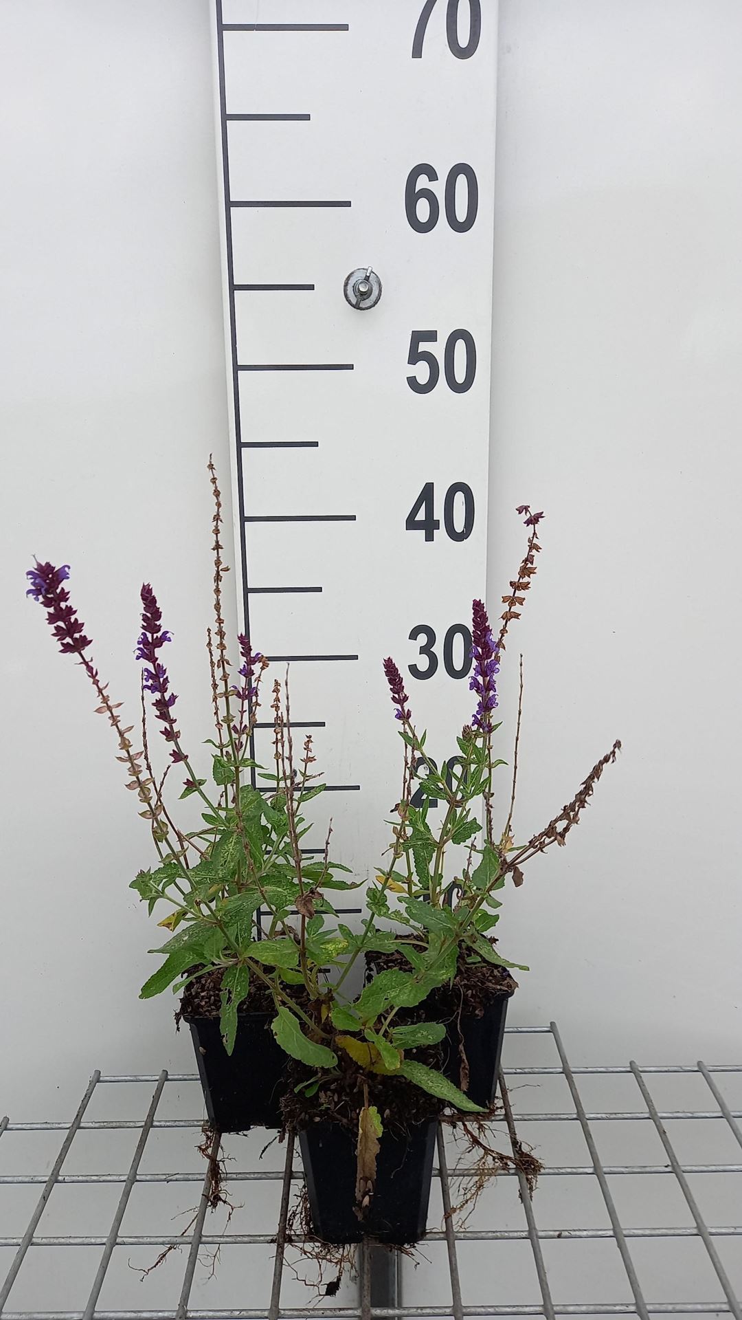 Salvia nemorosa'Lubeca'- pot 9x9 cm afbeelding