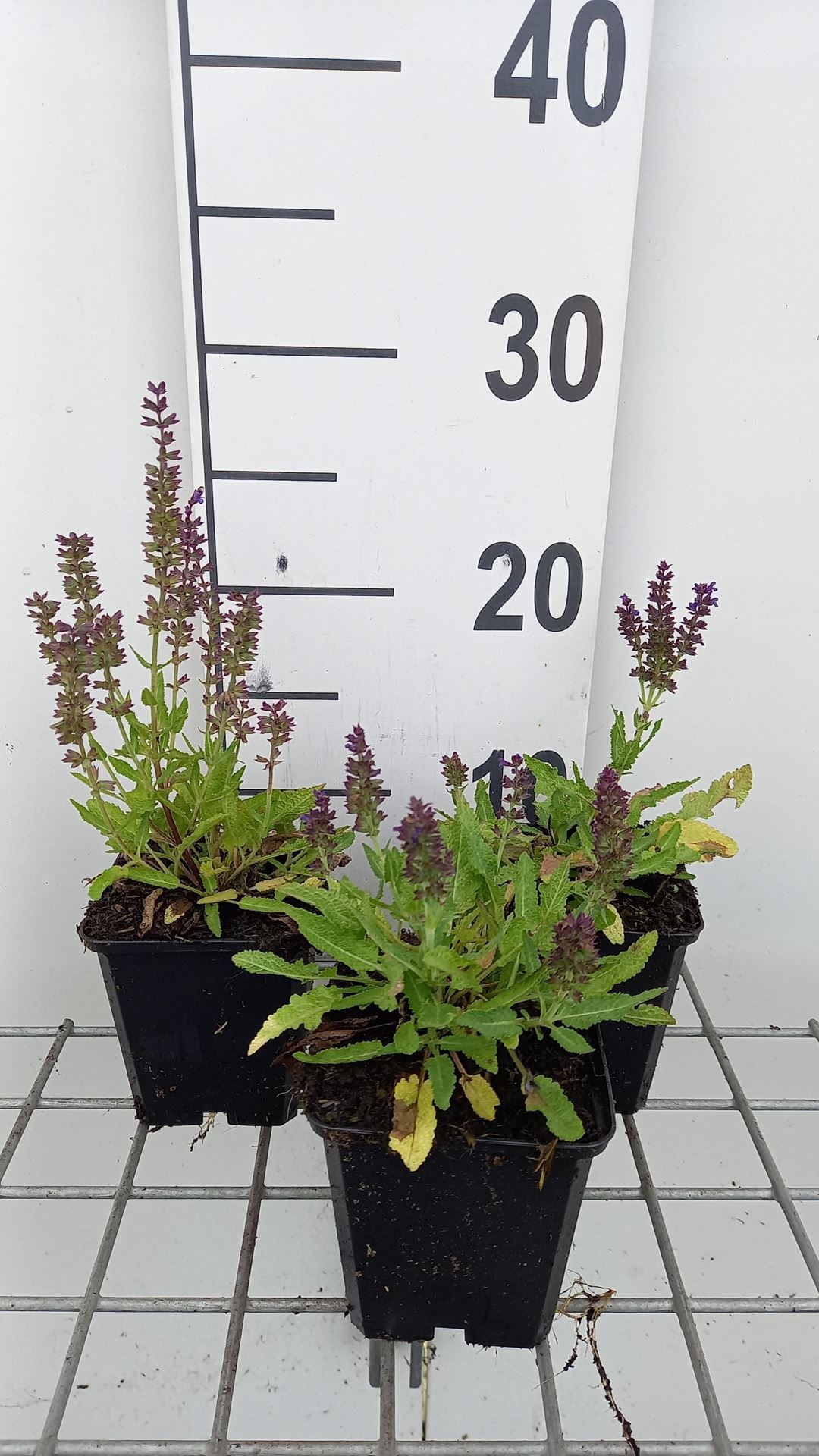 Salvia nemorosa'Haeumanarc'(Marcus) - pot 9x9 cm afbeelding
