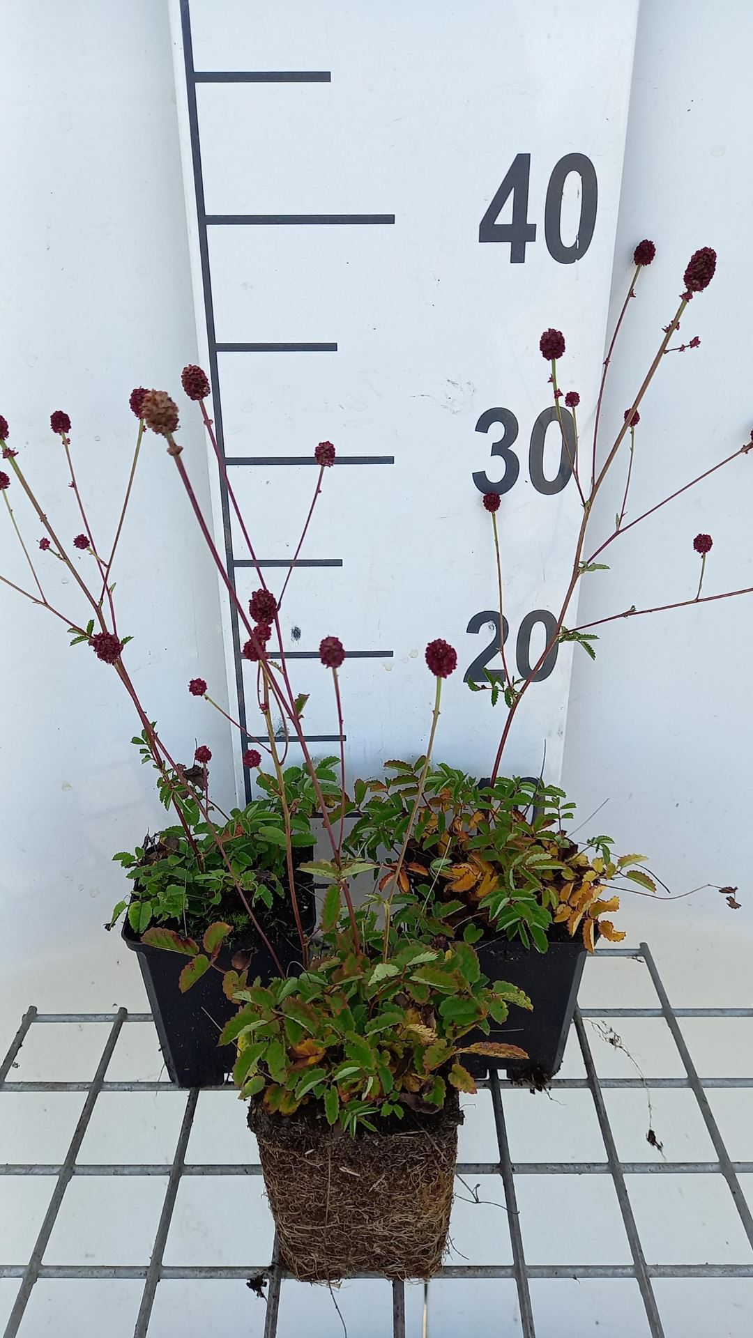 Sanguisorba officinalis - pot 9x9 cm - Grote pimpernel afbeelding