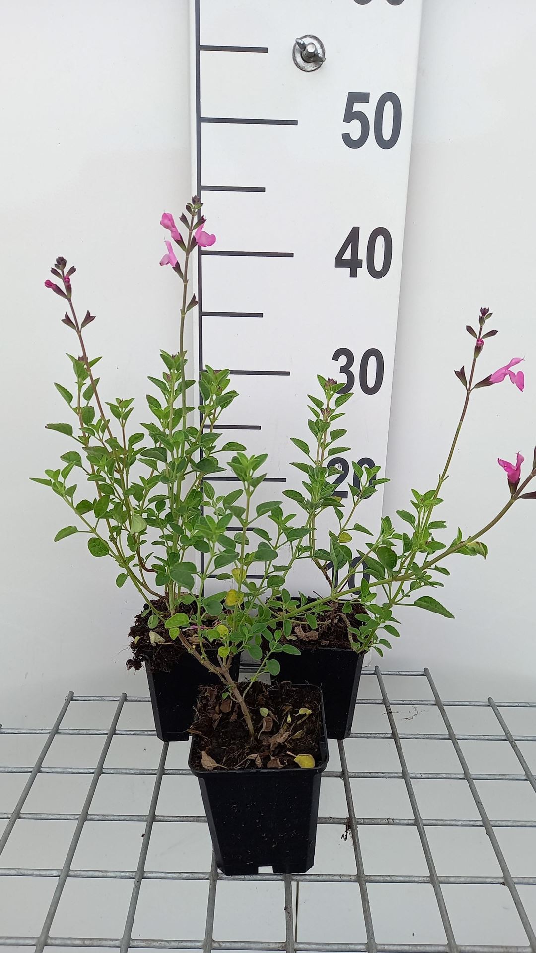 Salvia microphylla'Pink Beauty'- pot 9x9 cm - Salie afbeelding