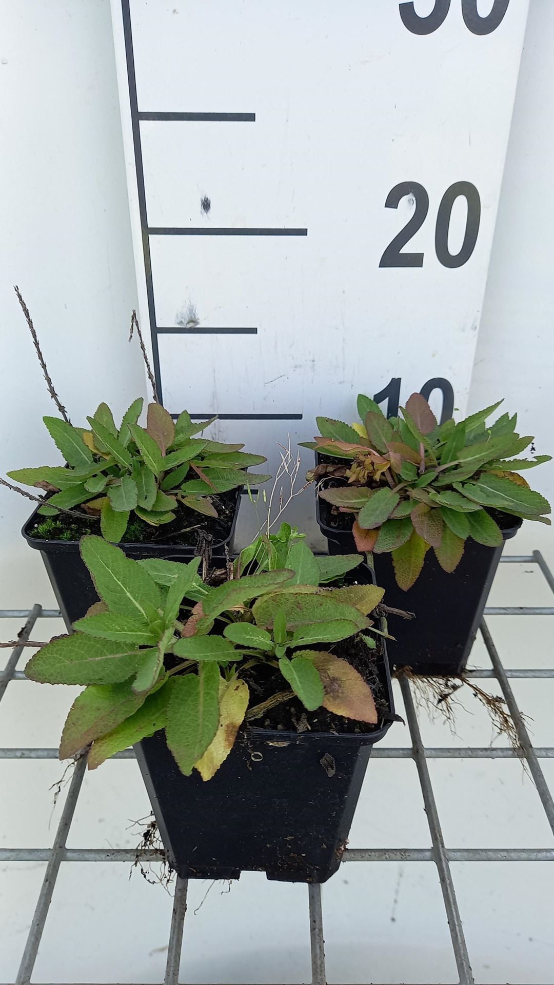 Salvia nemorosa'Flor Sal Dblue'(Sensation Deep Blue Improved, Sensation Compact Deep Blue) - pot 9x9 cm - afbeelding