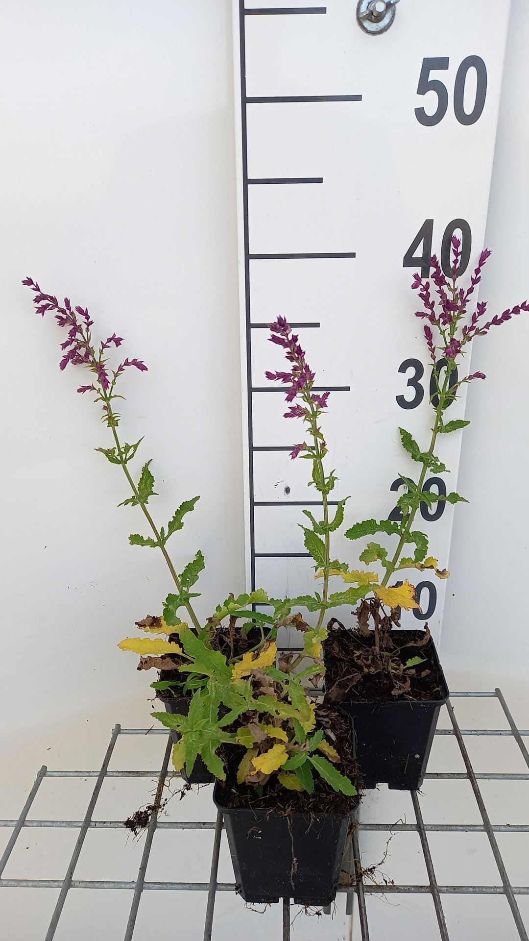 Salvia nemorosa'Schwellenburg'- pot 9x9 cm afbeelding