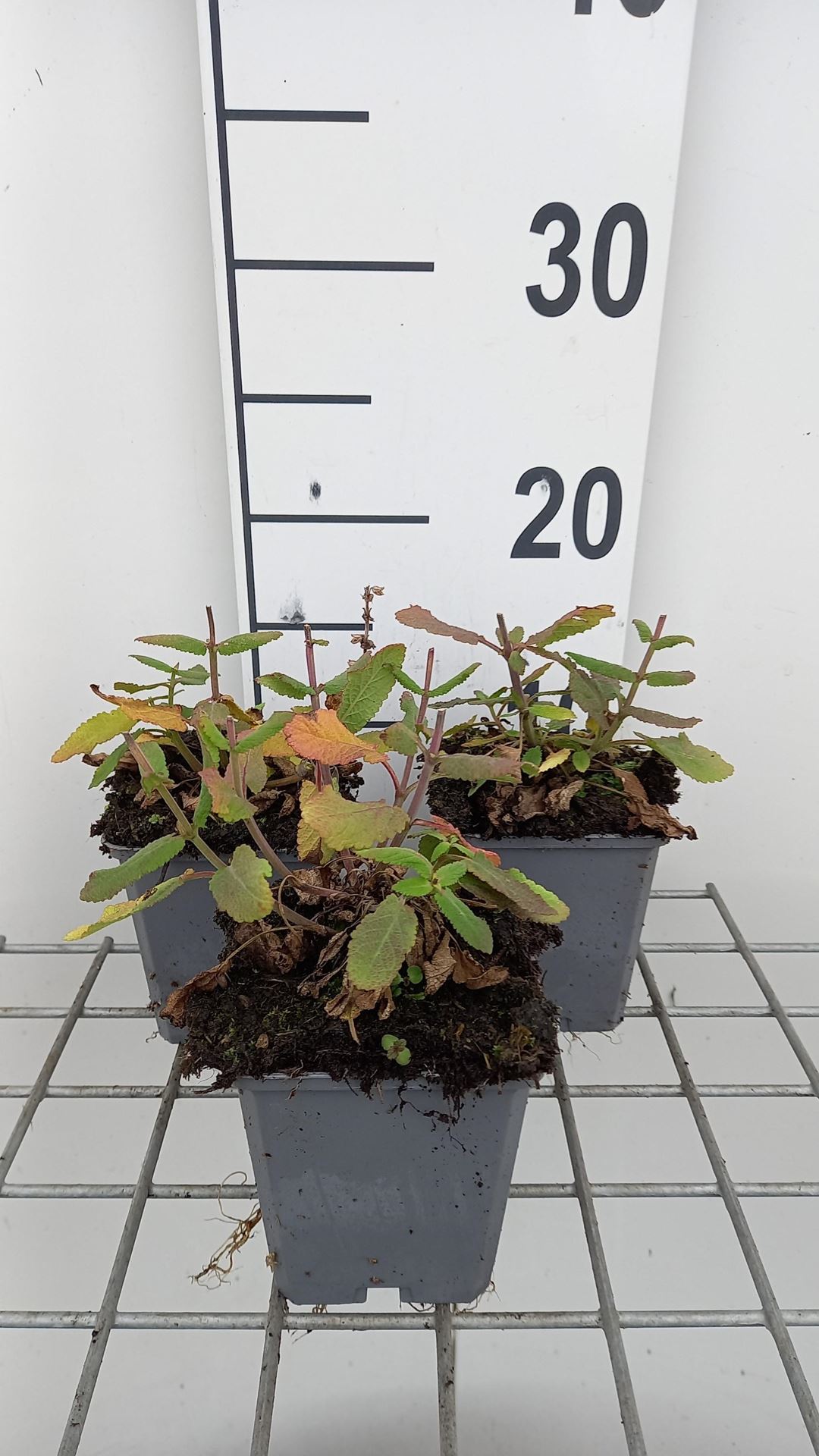 Salvia nemorosa'Sensation Deep Rose'- pot 9x9 cm afbeelding